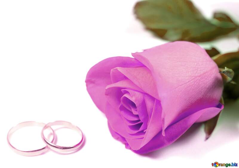 Wedding rose flower №7236