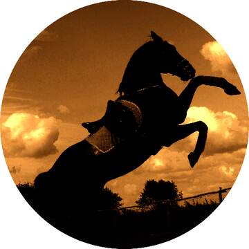 FX №223750 horse profile picture