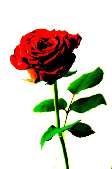 FX №224315 A rose flower art isolated