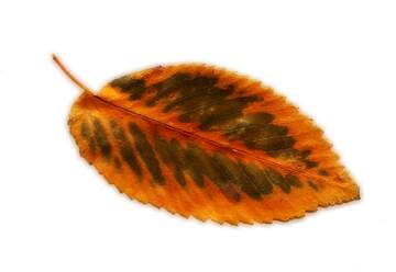 FX №224141 Transparent Dry leaf