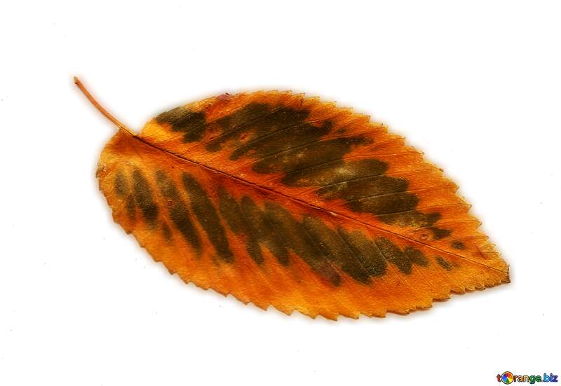Transparent Dry leaf №42668