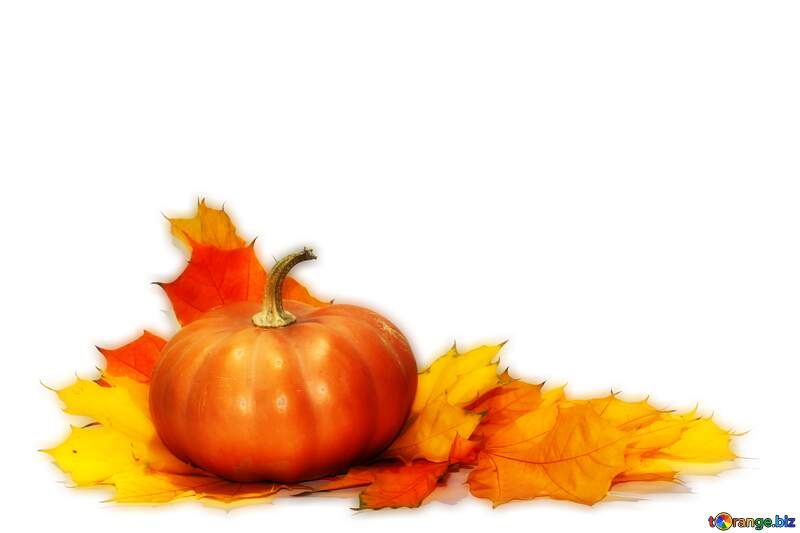 Transparent  Pumpkin and leaves background №35462