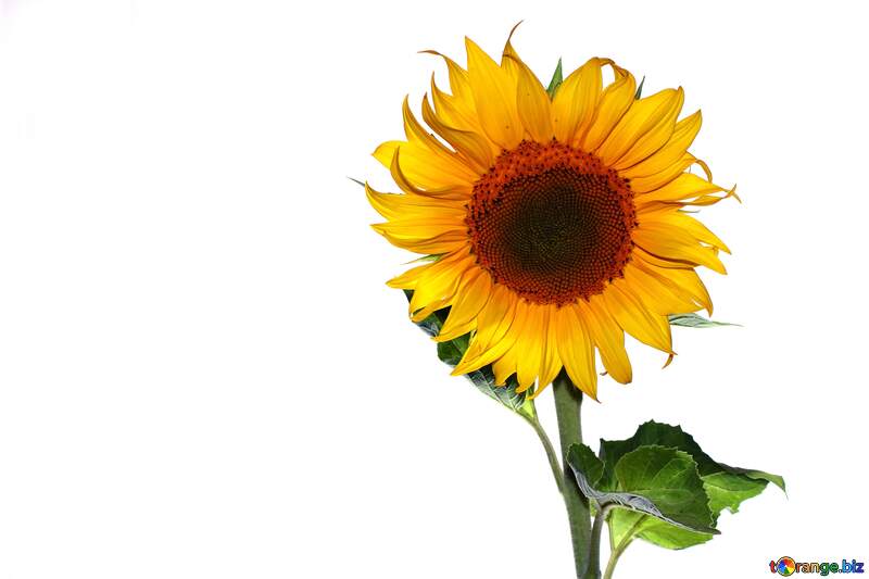 Sunflower №32780