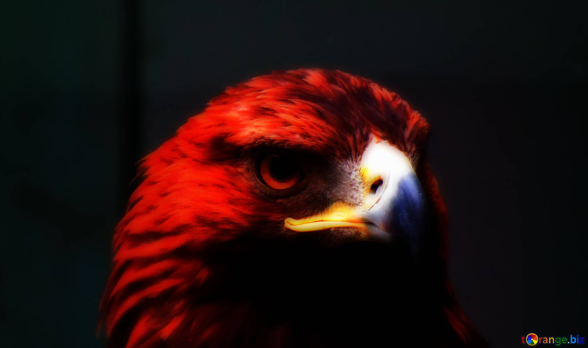 Ред игл. Золотой Орел на Красном фоне в природе. Red Eagle. Беркут обои. Red Eagle photo background Black.