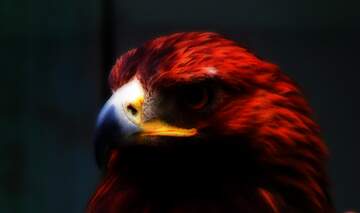 FX №226496 Red eagle wallpaper
