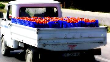 FX №226148 Transportation of tomatoes