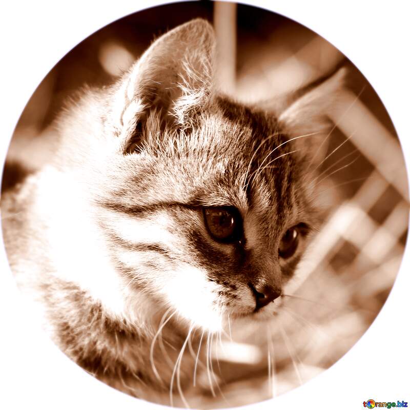 Cat profile image №26067
