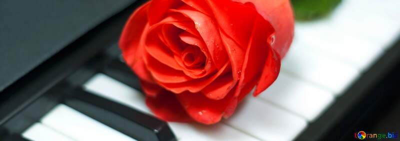 Flower laying close-up piano keyboard petal flowering plant №7253