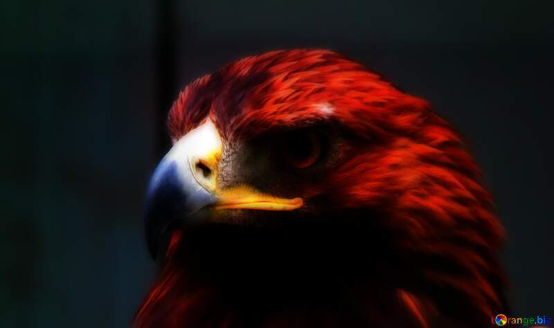 Red eagle wallpaper №45228