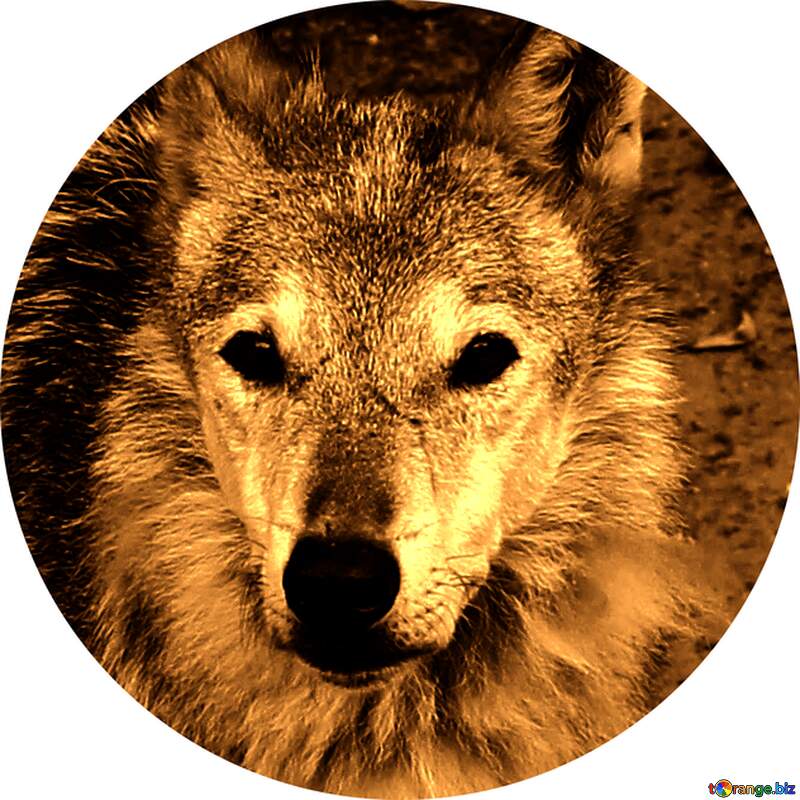 Wolf profile picture №45515