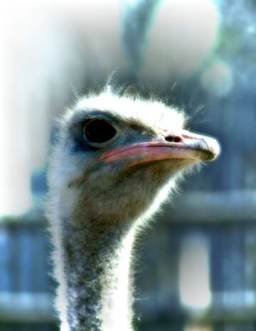 FX №227444 A close up of a bird ostrich close-up emu flightless bird wildlife