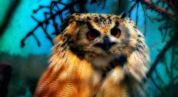 FX №227467 Owl bird wildlife terrestrial animal colorful blurry head brown blue