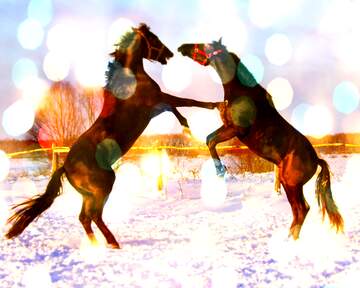 FX №227755 A blurry photo of a horse fighting standing holding snow playing