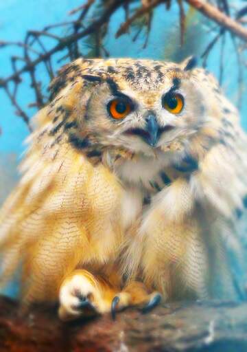 FX №227462 Owl bird