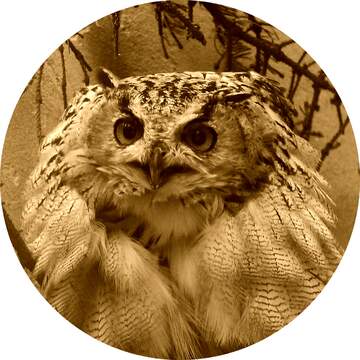FX №227463 Owl picture for profile