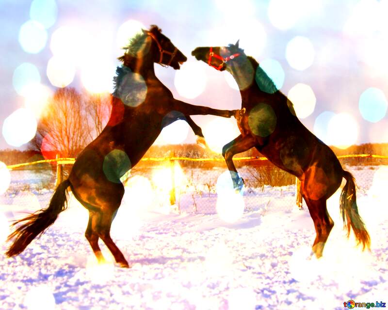 A blurry photo of a horse fighting standing holding snow playing №3971