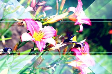 FX №230000 Nice petal flower daylily invitation template frame background