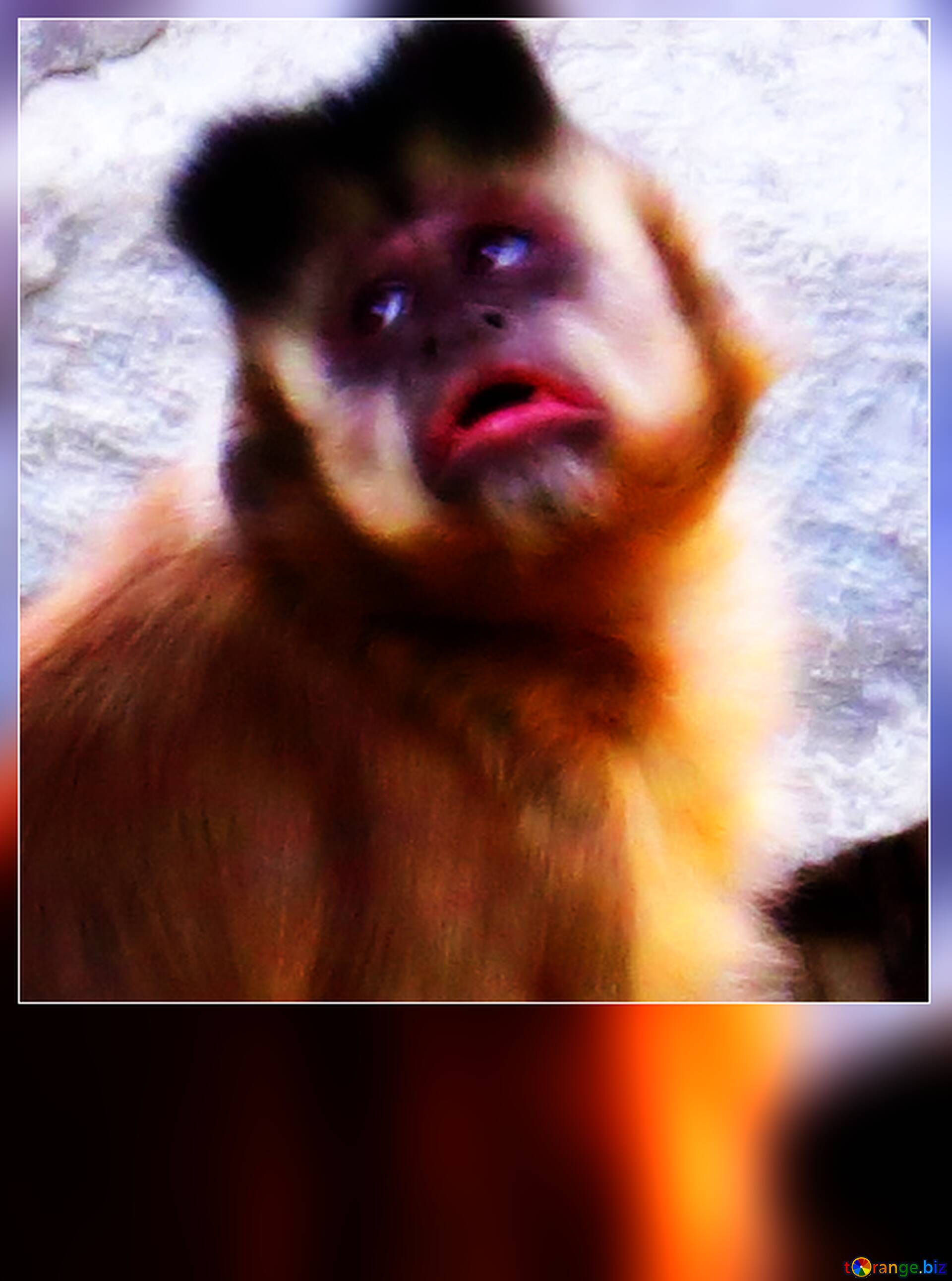 Download free picture Funny monkey card on CC-BY License ~ Free Image Stock   ~ fx №230230