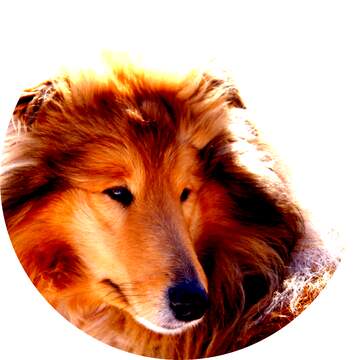 FX №230411 Ginger Dog profile picture