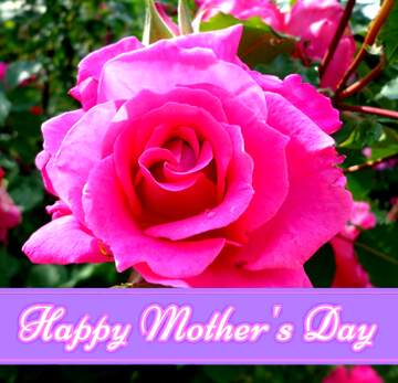 FX №230343 Happy Mothers Day Pretty Rose flower