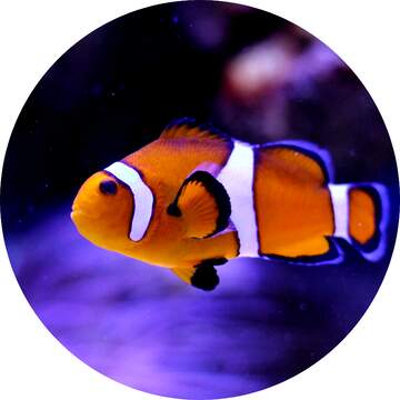 FX №230113 Nemo fish clown profile picture