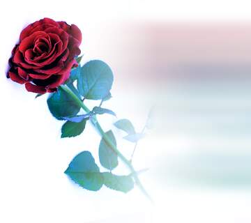FX №230749 Red beautiful rose blured white background