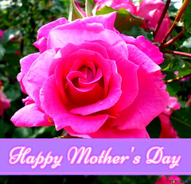 Happy Mothers Day Pretty Rose flower №46696