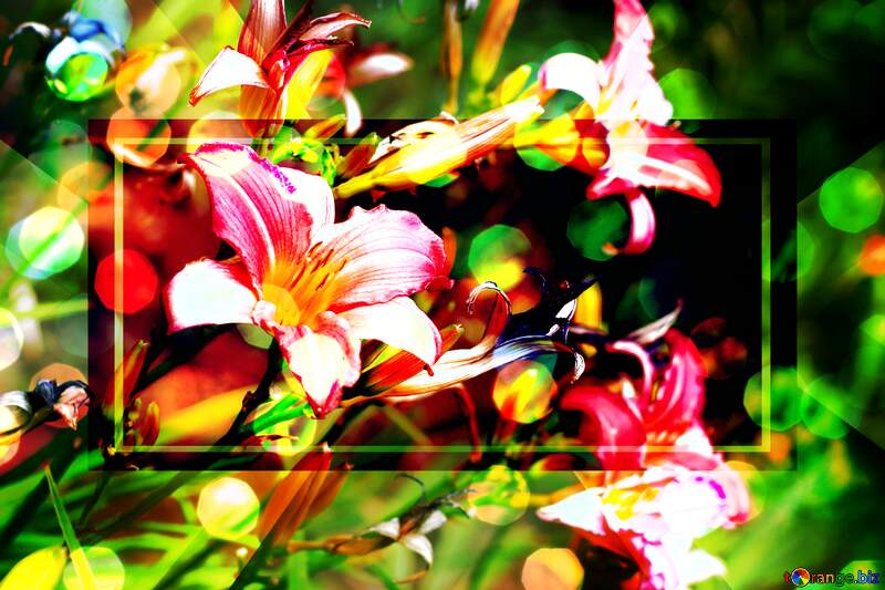 Lily flower cards background №46807