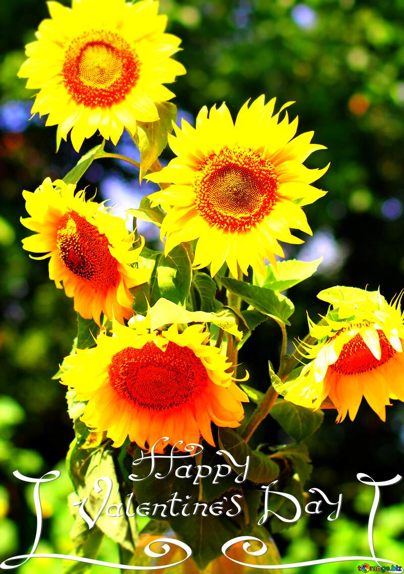 Sunflowers bouquet happy valentine`s day №32701