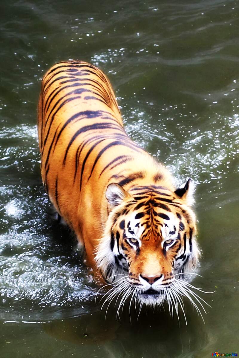 Tiger on water №45727