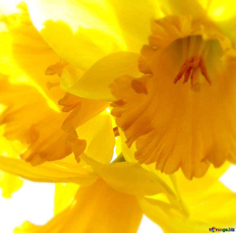 Yellow blurred flower  background №30915