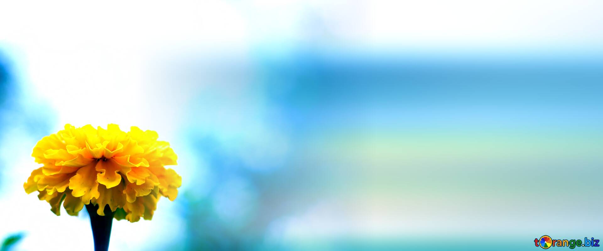 Blue flower background on CC-BY License ~ Free Image Stock  ~ fx  №231399