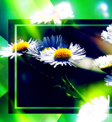 FX №231410 A close up of a green flowers screen nature rectangle advertising greeting graphic design daisy...