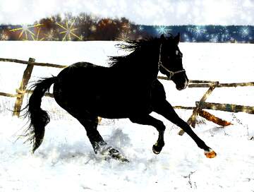 FX №233072 Horse snow winter card
