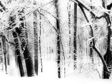 FX №233706 Winter  Forest  black and white