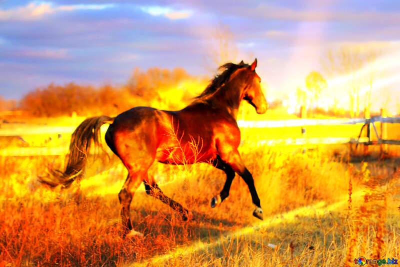 horse cool background №55293