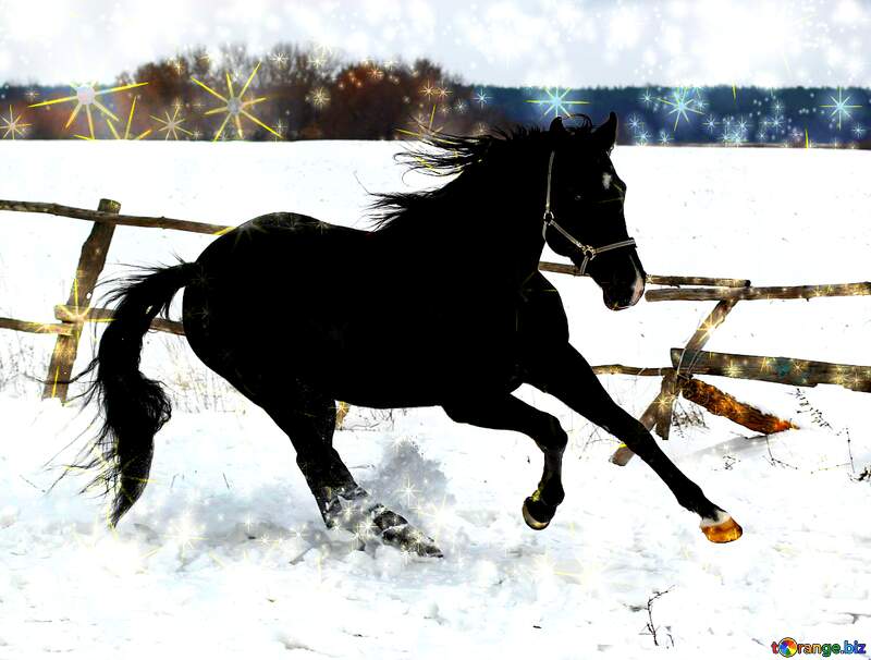 Horse snow winter card №18194