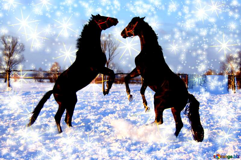 Stallions winter card №3962