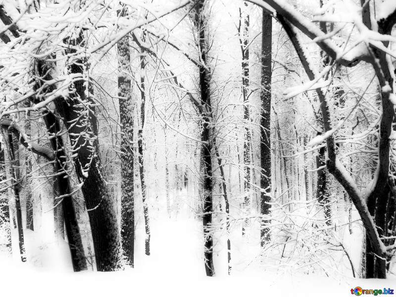 Winter  Forest  black and white №10505