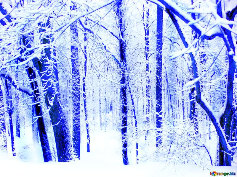 Winter  Forest  blue №10505