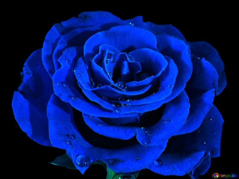 Blue  Rose on black №17095