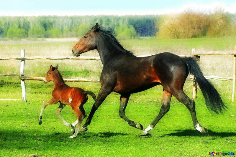foal and  horse №20421