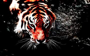 FX №236023 Tiger background