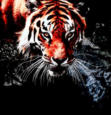 Fire And Water Tiger Wallpaper