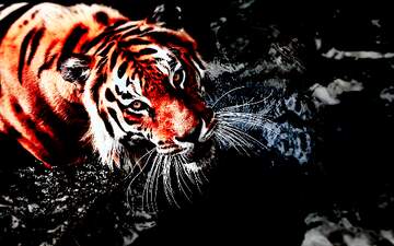 FX №236024 Tiger wallpaper