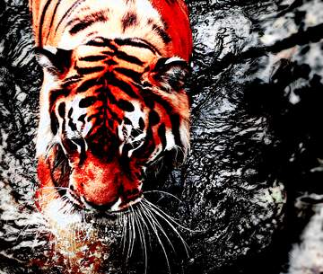 FX №236025 water Tiger