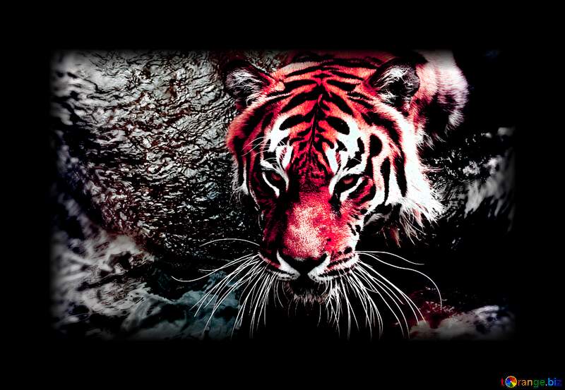 Download free picture red tiger on CC-BY License ~ Free Image Stock   ~ fx №236022