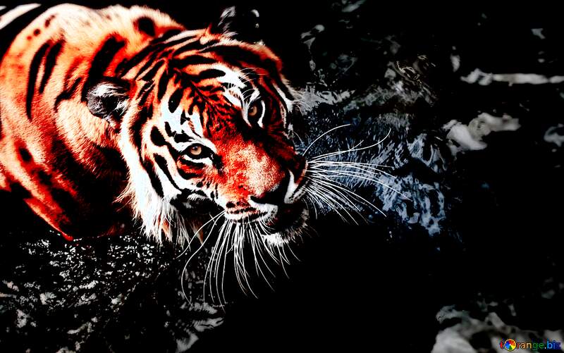 Tiger Animal 4K Wallpaper iPhone HD Phone #6090f