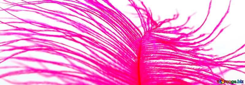 pink feather №16321