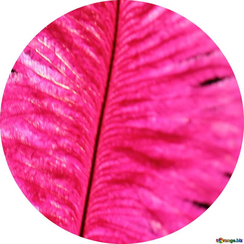 pink feather circle frame №16304